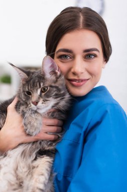 Positive doctor holding maine coone and looking at camera in vet clinic 