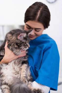 Positive veterinarian looking at maine coon in clinic 