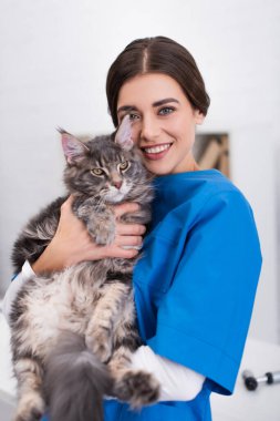 Maine Rakun 'u veteriner kliniğinde tutan olumlu doktor. 