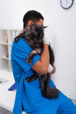 African american veterinarian in uniform holding maine coon in clinic 
