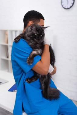 Üniformalı Afrikalı Amerikalı veteriner Maine Rakun 'u klinikte tutuyor. 