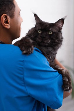 Blurred african american vet doctor holding maine coon in clinic 