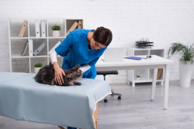 Brunette veterinarian touching maine coon on medical couch in vet clinic 