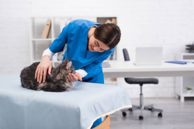 Brunette veterinarian examining maine coon cat on medical couch in clinic 