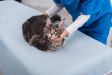 Klinikteki tıbbi kanepede Maine Rakun 'u inceleyen veteriner manzarası. 