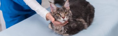 Cropped view of vet doctor examining maine coon on medical couch, banner 