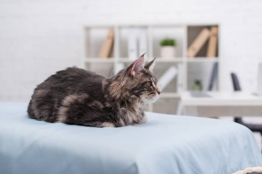 Maine coon sitting on medical couch in vet clinic 