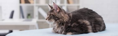 Furry maine coon cat sitting on medical couch in vet clinic, banner 