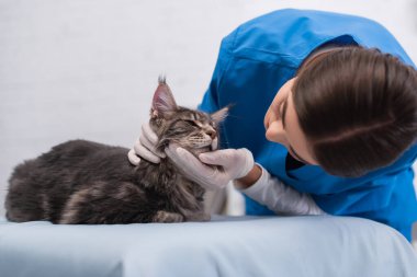 Blurred vet doctor in latex gloves examining maine coon on medical couch 