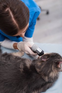Blurred vet doctor examining maine coon cat with otoscope in clinic 