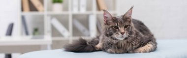 Maine coon cat lying on medical couch in exam room, banner 