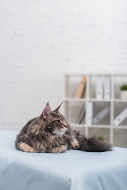 Furry maine coon looking away while lying on medical couch in vet clinic 