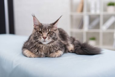 Furry maine coon looking at camera while lying on medical couch in exam room