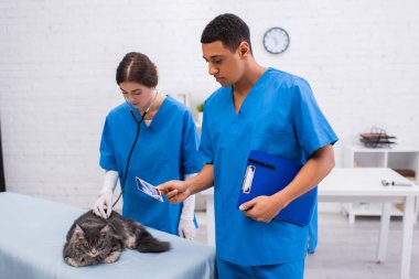 African american veterinarian holding ultrasound scan and clipboard near colleague and maine coon in clinic 