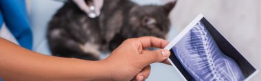 Cropped view of african american veterinarian holding ultrasound scan near blurred colleague and maine coon in clinic, banner 