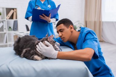 Afrika kökenli Amerikalı veteriner doktor otoskoplu rakunu klinikte dosyasıyla birlikte inceliyor. 