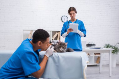 Veterinarian using digital tablet near blurred african american colleague examining maine coon with otoscope in clinic 