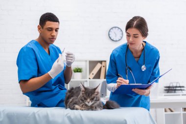 Veterinarian holding clipboard near maine coon and african american colleague with syringe in clinic 