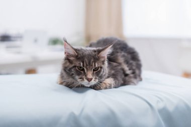 Maine coon lying on medical couch in veterinary clinic 