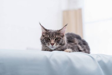 Maine coon lying on medical couch in vet clinic 