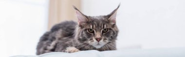 Maine coon looking at camera in vet clinic, banner 