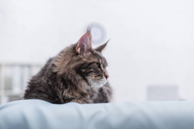 Furry maine coon lying on blurred medical couch in vet clinic 