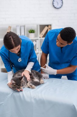 Multiethnic veterinarians vaccinating maine coon in clinic 