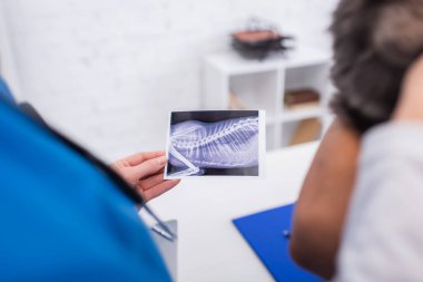 Veteriner kliniğinde ultrason taraması ve kedi besleyen ırklar arası doktorların görüntüsü. 