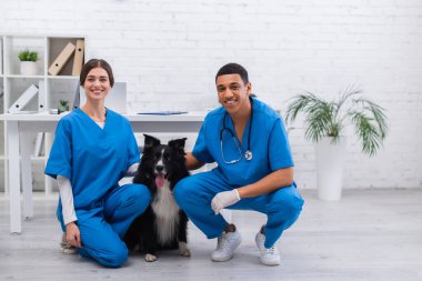 Positive multiethnic veterinarians looking at camera near border collie in clinic 