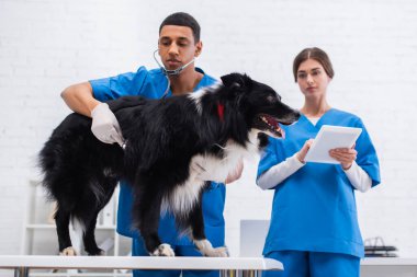 African american veterinarian examining border collie with stethoscope near blurred colleague with digital tablet in clinic 
