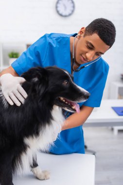 African american veterinarian in stethoscope examining blurred border collie in clinic 