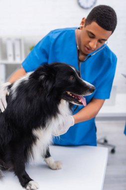 Border collie dog, veteriner kliniğinde steteskopla bulanık Afrikalı Amerikalı doktorun yanında oturuyor. 