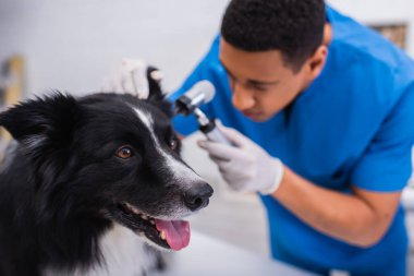 Border collie, Veteriner Kliniğinde otoskopu olan bulanık bir Afrikalı Amerikalı doktorun yanında oturuyor. 