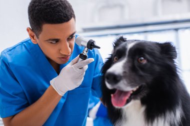 Plastik eldivenli Afrikalı Amerikalı doktor, veteriner kliniğindeki bulanık sınır collie 'sinin yanında otoskop tutuyor. 