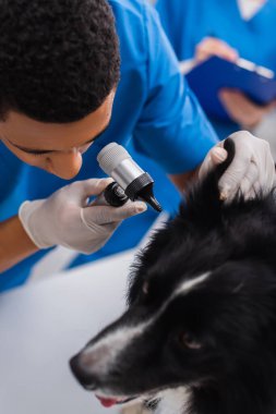 Klinikteki bulanık sınır çoban köpeğinin kulağına yakın bir yerde elinde otoskop tutan Afrikalı Amerikalı doktorun genel bakışı 