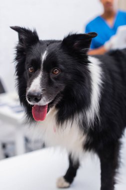 Border collie sticking out tongue in vet clinic  clipart