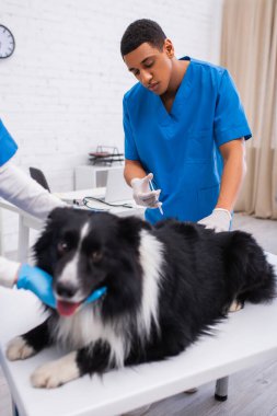 African american doctor holding syringe near blurred border collie and colleague in clinic 