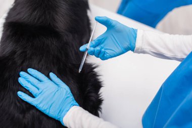 Cropped view of veterinarian in latex gloves doing vaccination of border collie in clinic 