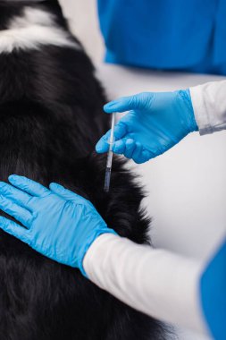 High angle view of vet doctor doing vaccination of border collie in clinic 