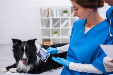 Veteriner, Afrikalı Amerikalı meslektaşın ve klinikteki Sınır Çobanı 'nın yakınındaki ultrason taramasına işaret ediyor. 
