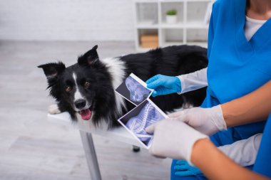 Cropped view of african american veterinarian pointing at ultrasound scan near colleague and border collie in clinic 