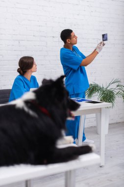 Veteriner kliniğindeki Sınır Tanımaz Collie yakınlarında ultrason taramasına bakan ırklar arası doktorların yan görüntüsü. 