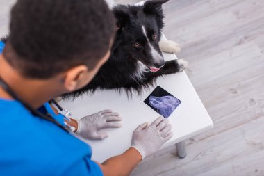 Afrika kökenli Amerikalı veteriner klinikteki Sınır Çobanı yakınlarında ultrason taramasına bakıyor. 