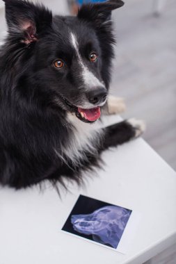 Border collie looking away near ultrasound scan on table in vet clinic 