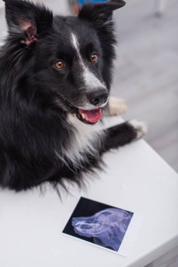 Border collie, veteriner kliniğindeki masada ultrason taramasının yanından uzağa bakıyor. 