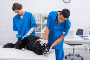 African american doctor petting border collie dog near colleague doing vaccination on table in vet clinic 