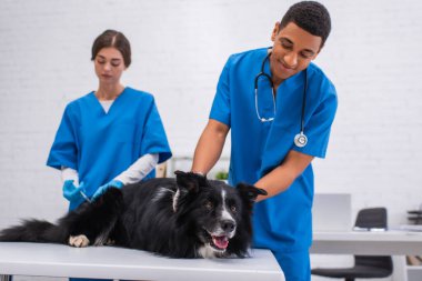 Positive african american veterinarian looking at border collie near colleague with syringe in clinic 