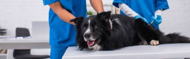 Cropped view of border collie lying near interracial veterinarians with syringe in clinic, banner 