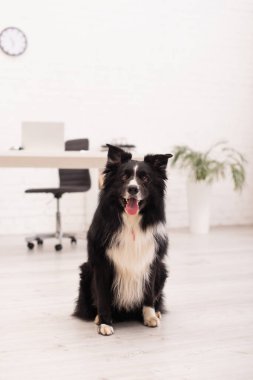 Border collie dog veteriner kliniğindeki kameraya bakıyor. 