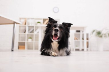 Surface level of border collie lying on floor in vet clinic 